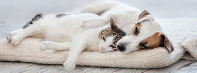 Cat and dog asleep