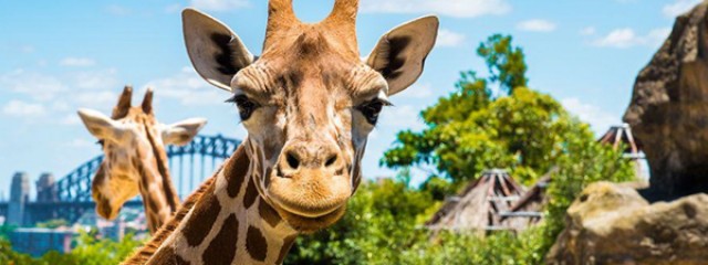 Taronga Zoo Giraffe