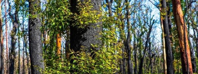 depreciation and natural disasters